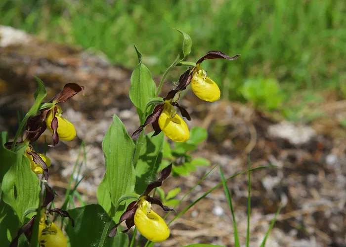 Aigner Appartamento *